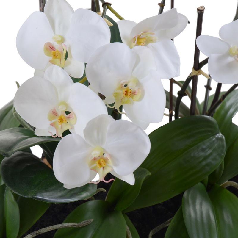 Phalaenopsis Flowerscapes