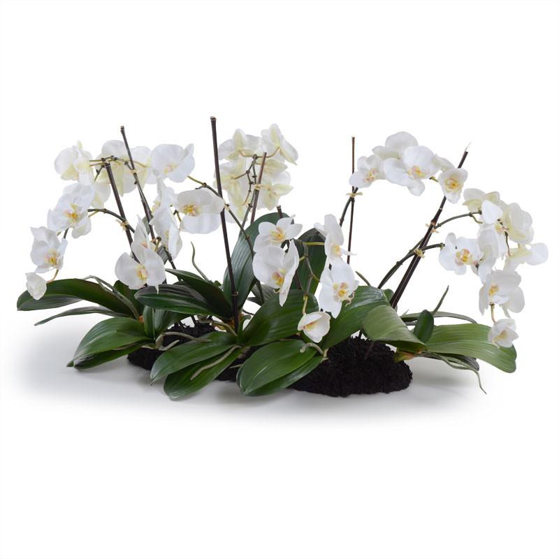 Phalaenopsis Flowerscapes