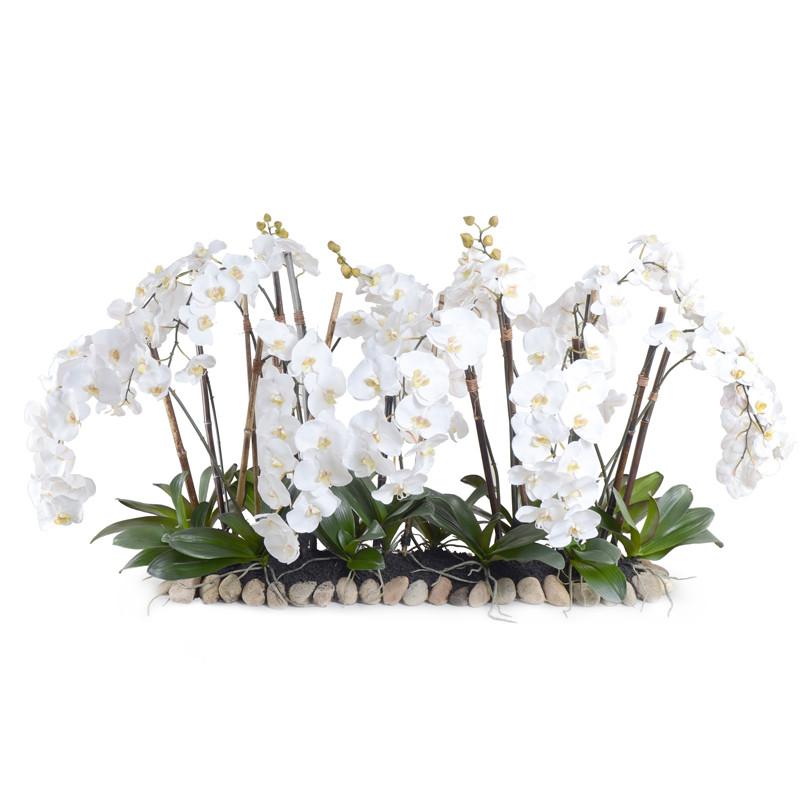 Phalaenopsis Flowerscapes