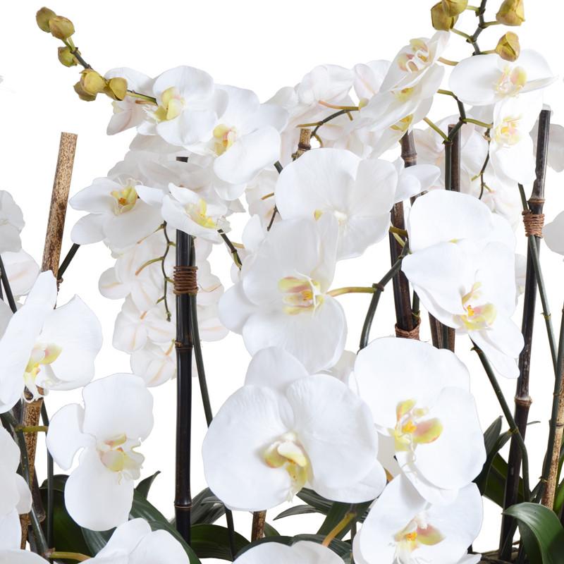 Phalaenopsis Flowerscapes