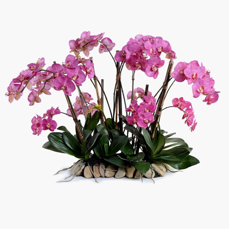Phalaenopsis Flowerscapes