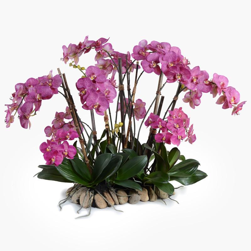Phalaenopsis Flowerscapes