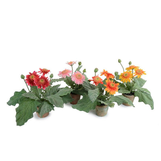 Gerbera Daisy - New Growth Designs