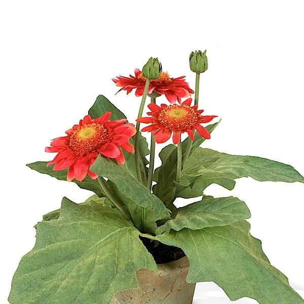 Gerbera Daisy - New Growth Designs