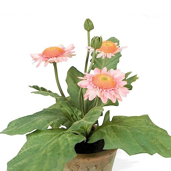 Gerbera Daisy - New Growth Designs