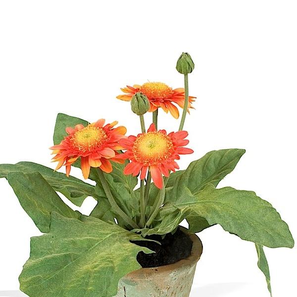 Gerbera Daisy - New Growth Designs