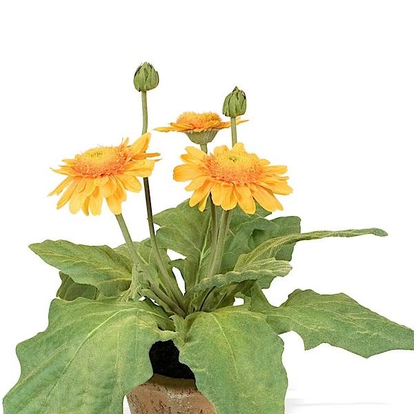 Gerbera Daisy - New Growth Designs