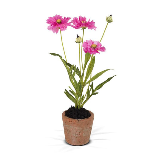Chrysanthemum Mini pot - New Growth Designs