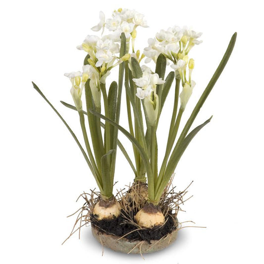 Paperwhite Narcissus