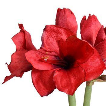 Amaryllis Plant - New Growth Designs