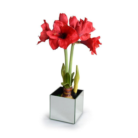 Amaryllis Plant - New Growth Designs