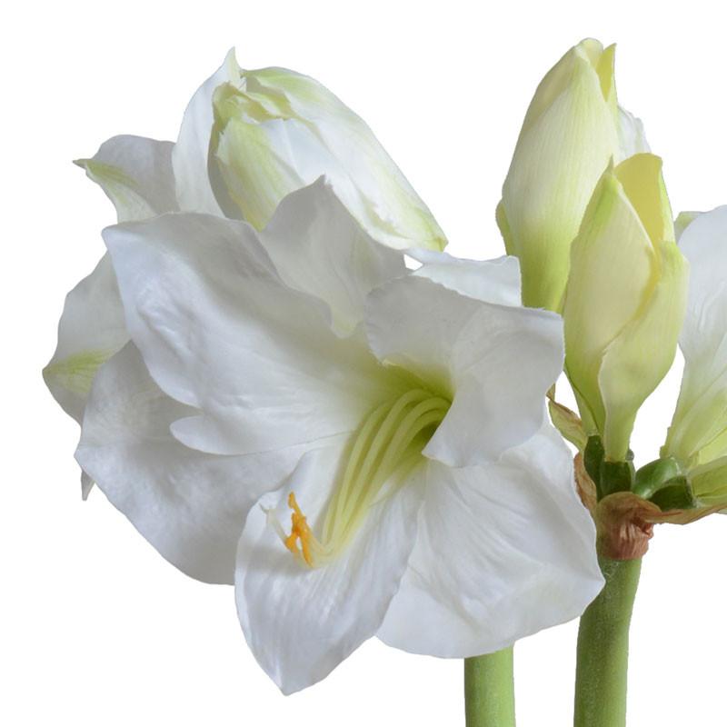 Amaryllis Plant - New Growth Designs