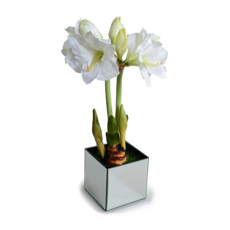 Amaryllis Plant - New Growth Designs