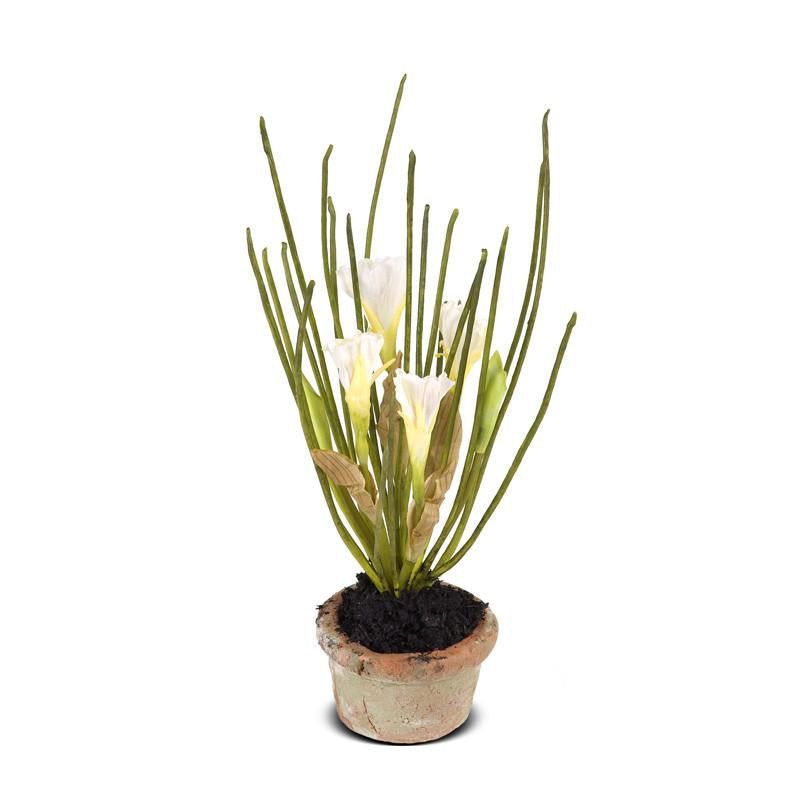 Mini-Pot - Narcissus