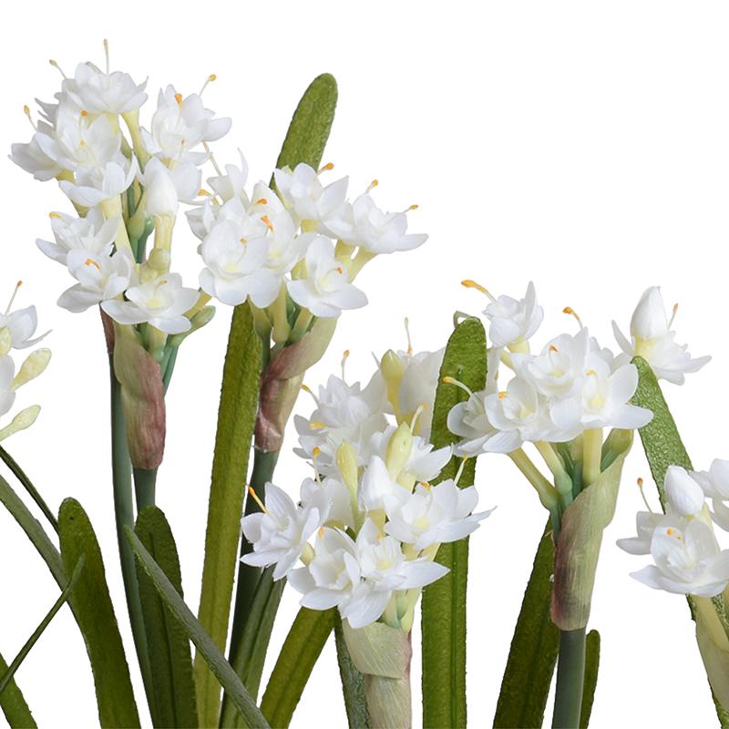 Paperwhite Narcissus