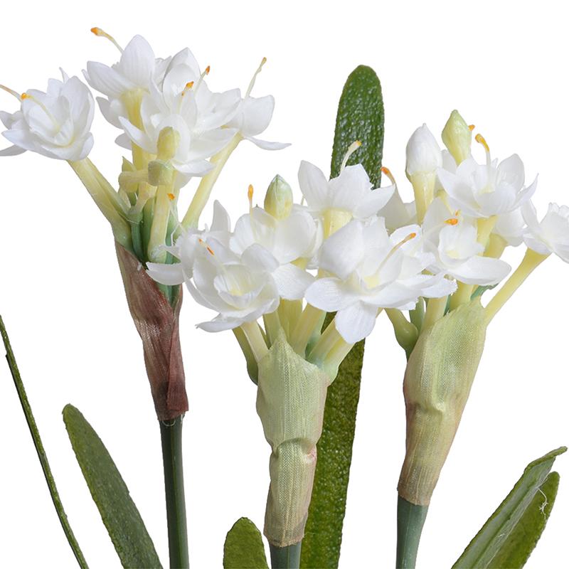 Paperwhite Narcissus