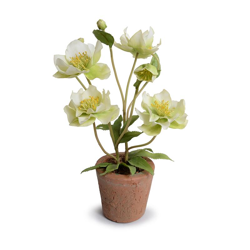 Hellebore (Lenten Rose) - New Growth Designs