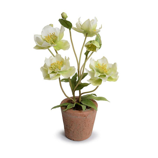 Hellebore (Lenten Rose) - New Growth Designs