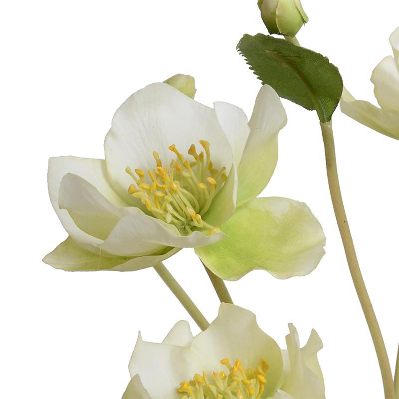 Hellebore (Lenten Rose) - New Growth Designs