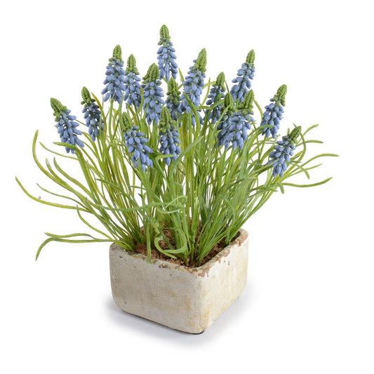 Grape Hyacinth - New Growth Designs