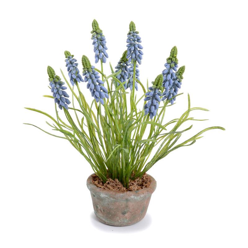 Grape Hyacinth - New Growth Designs