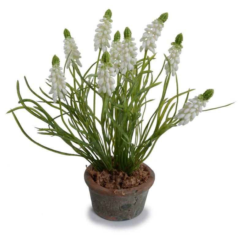 Grape Hyacinth - New Growth Designs