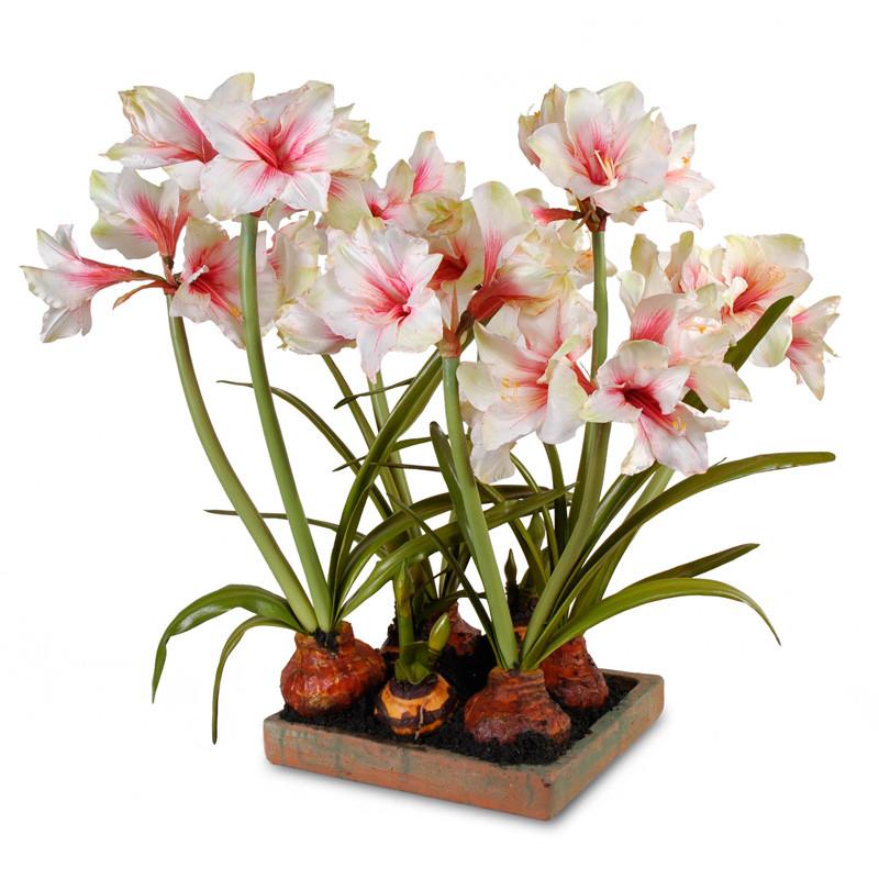 Amaryllis Arrangement - New Growth Designs