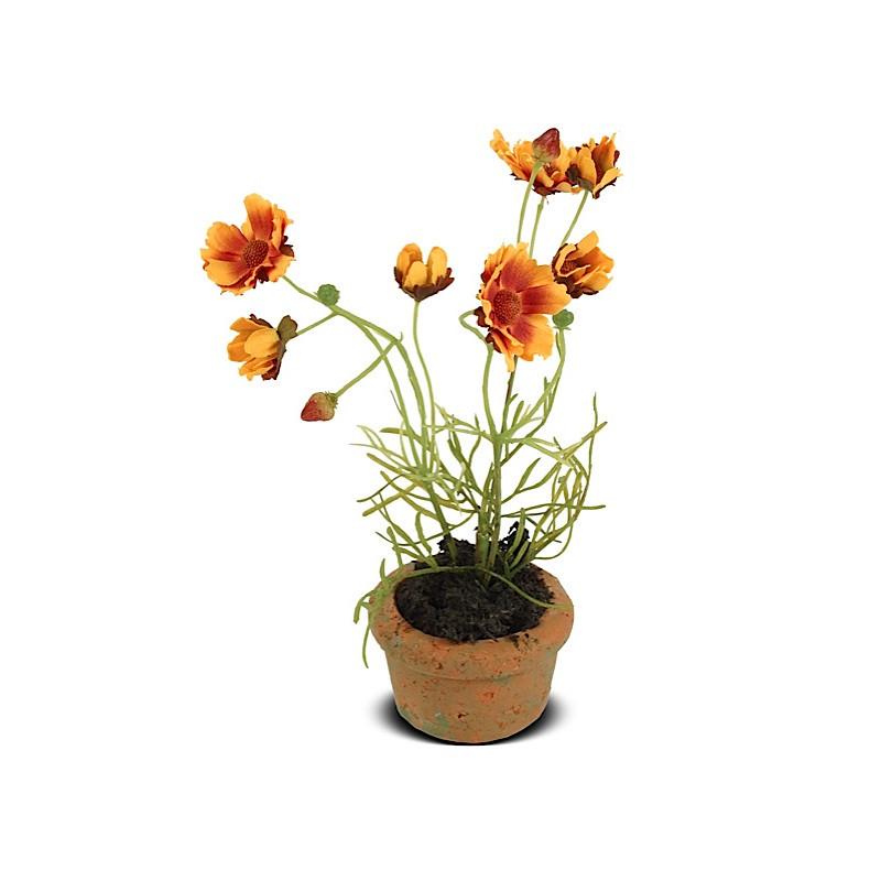 Cosmos Mini pot - New Growth Designs