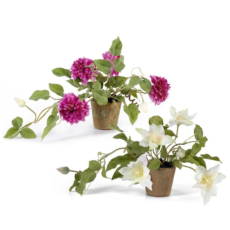 Clematis - New Growth Designs