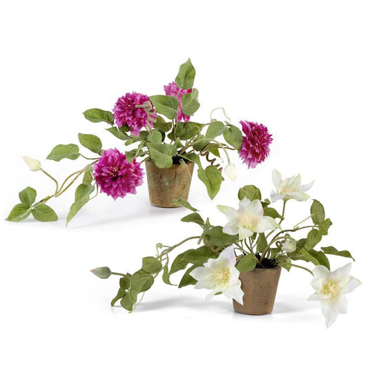 Clematis - New Growth Designs