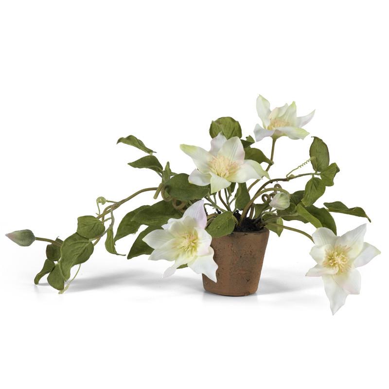 Clematis - New Growth Designs