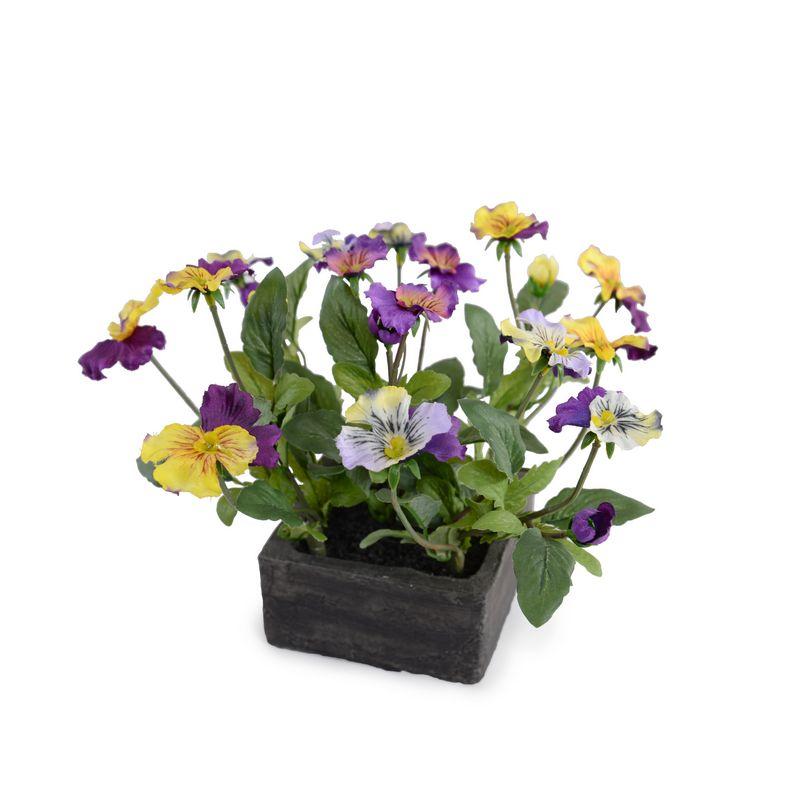 Johnny Jump Up (Viola)