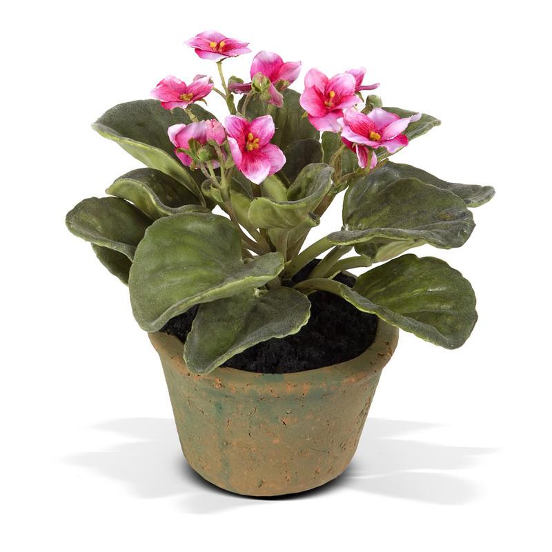 African Violet - New Growth Designs