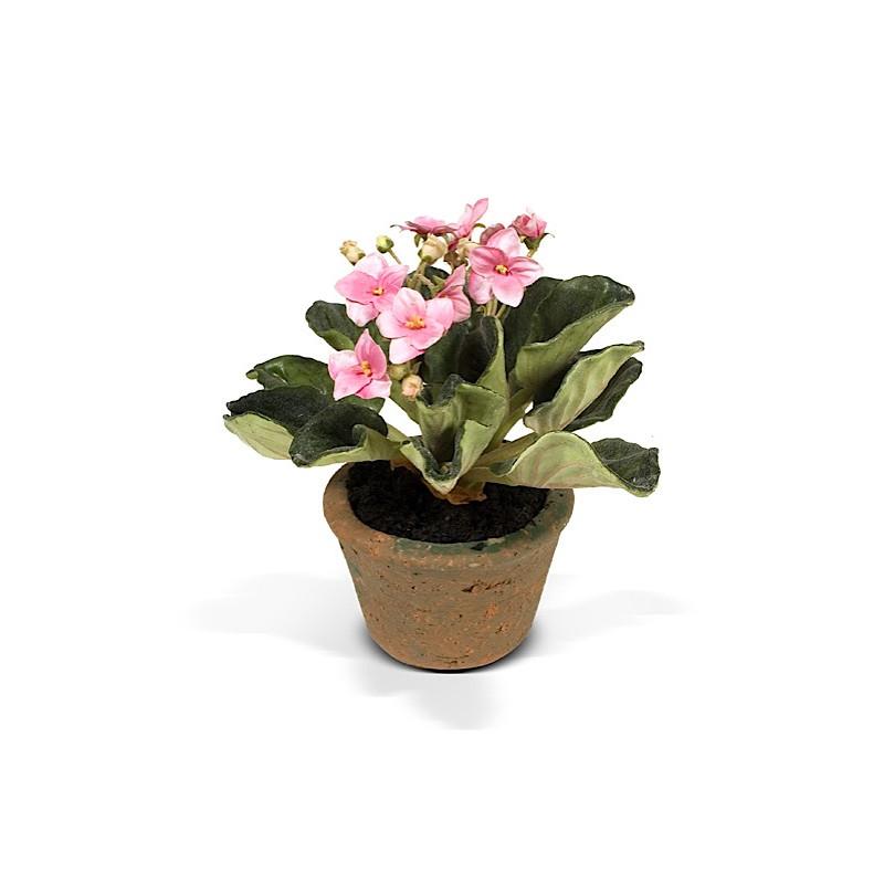 African Violet - New Growth Designs
