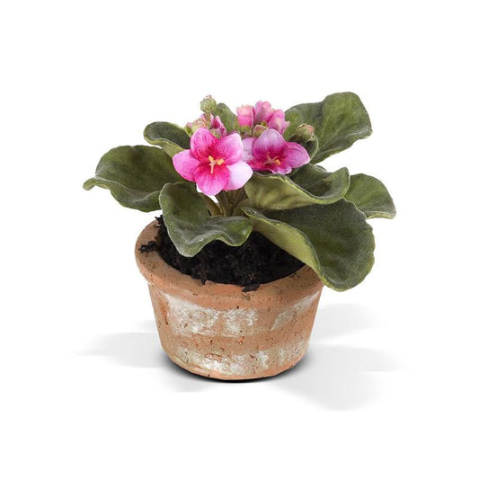 African Violet - New Growth Designs
