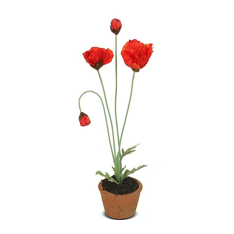 Poppy Plant (Duplicate)
