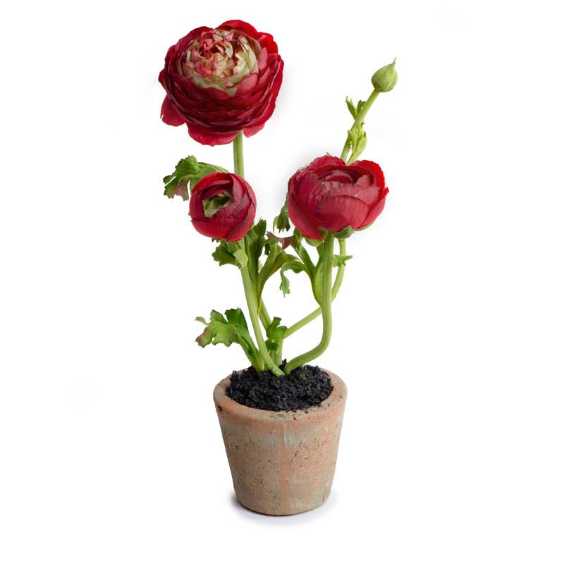 Ranunculus Mini pot