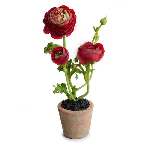 Ranunculus Mini pot
