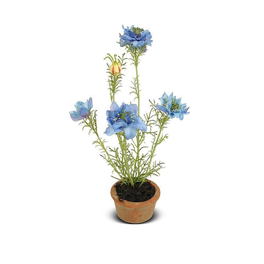 Nigella Mini Pot