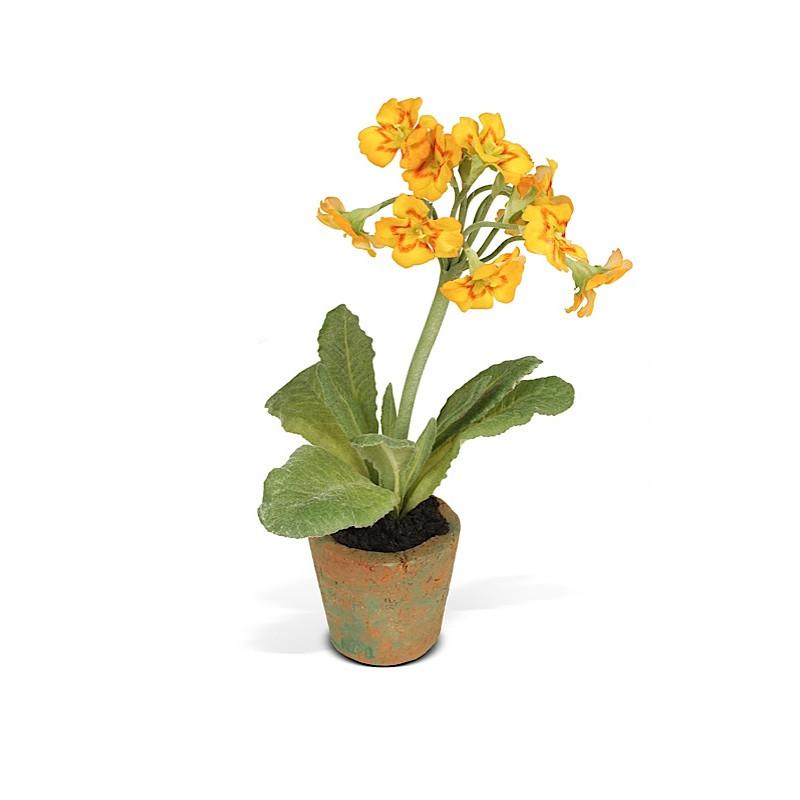 Mini-Pot - Primula