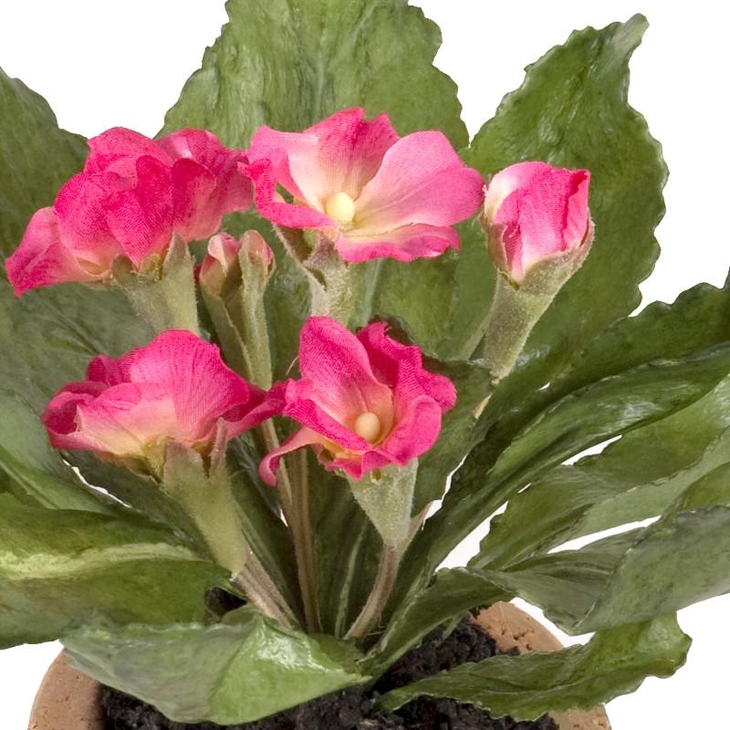 Primula mini pot