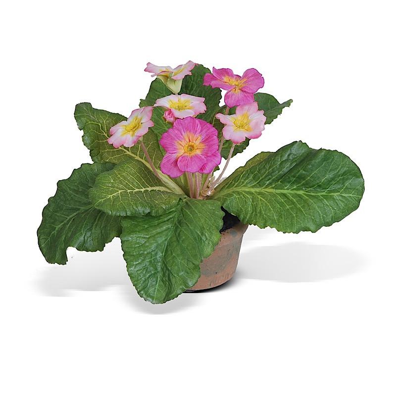 Primula mini pot (Duplicate)