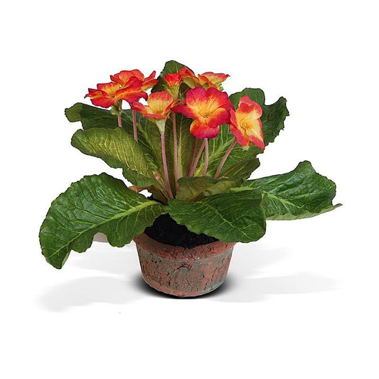 Primula mini pot (Duplicate)
