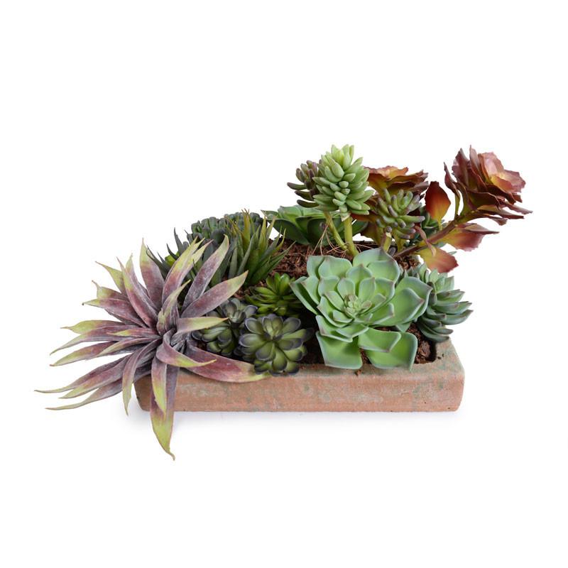 Succulents Garden