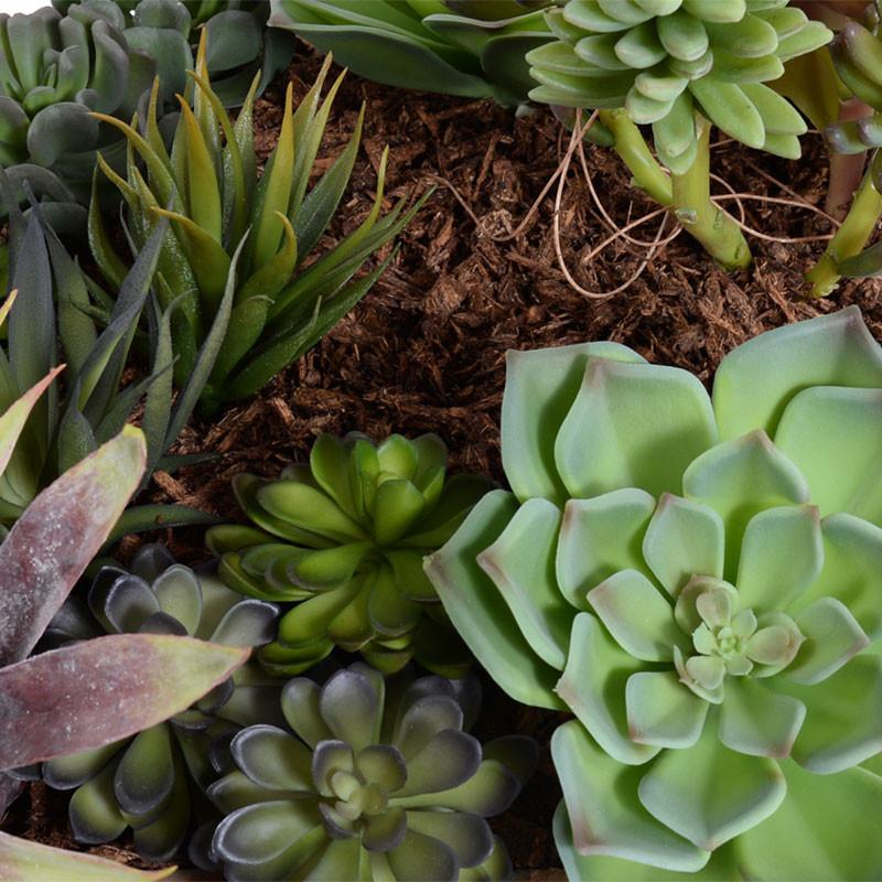 Succulents Garden
