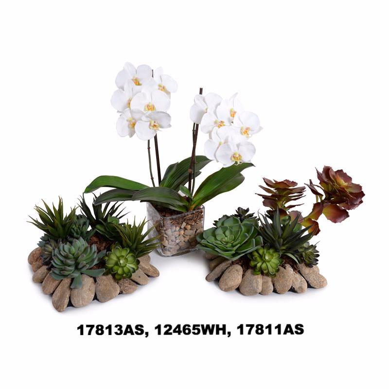 Succulents Rock Garden