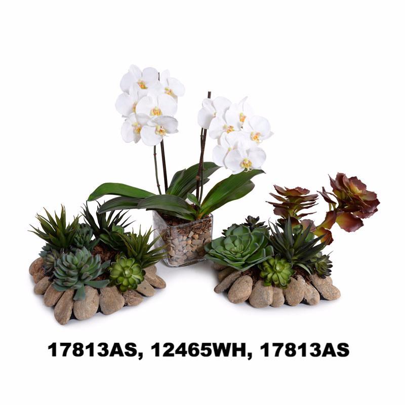 Succulents Rock Garden