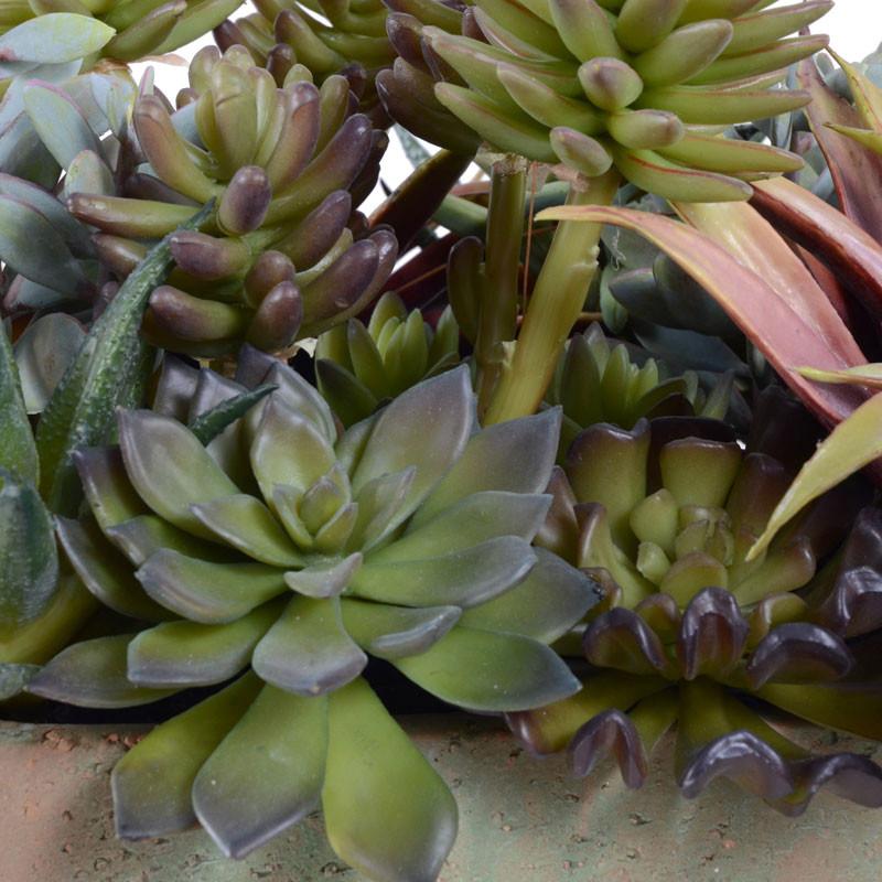 Succulents, Mixed