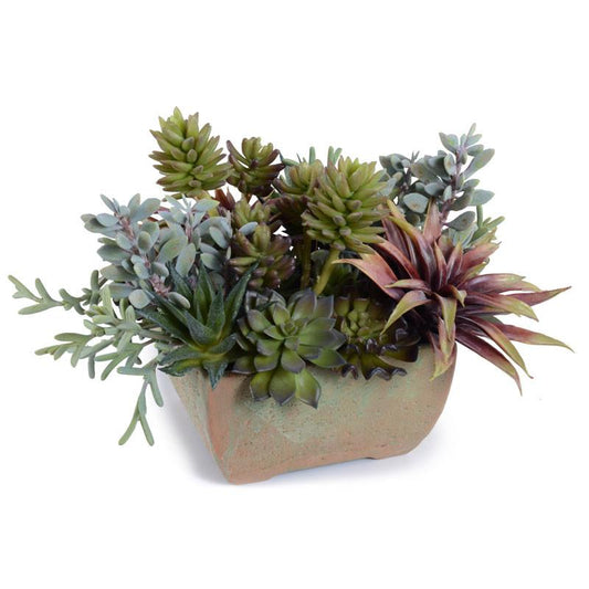 Succulents, Mixed