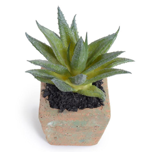 Succulent-Aloe plant